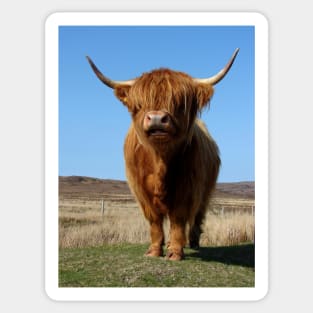 Highland Cow Sticker